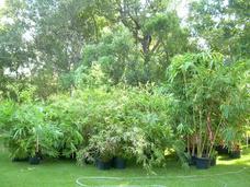 Bamboo Plants for sale at the 17th Annual Texas Bamboo Festival