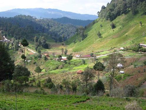 The Chiapas Bamboo Diversity, Conservation and Uses Project.