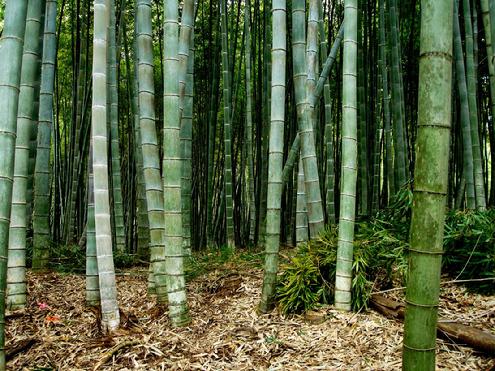 Join the Louisiana Gulf Coast Chapter of the American Bamboo Society to see this magnificent Moso Grove at Avery Island, Louisiana
